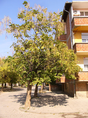 Tree Lined Street