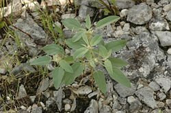 America's Weed - Hogwort