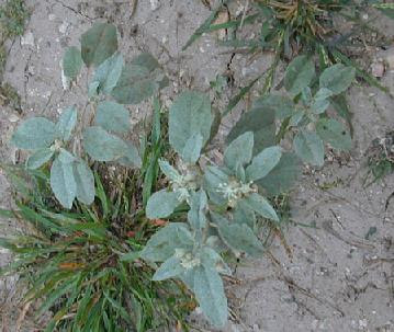 America's Weed - Hogwort