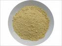 Ginger - It's Uses and Grow Your Own