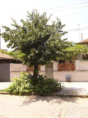 A Yambol Tree With Luscious Growth