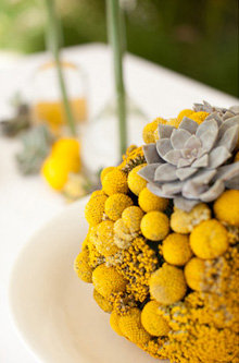 [emerald1succulents.jpeg]