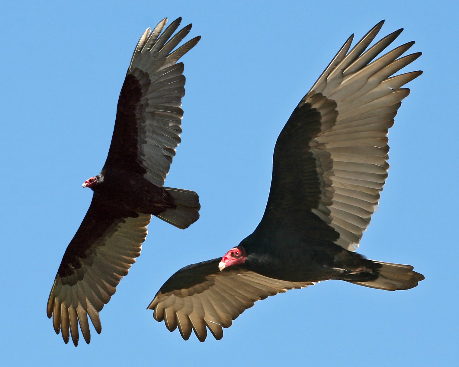 Clerical Musings Turkey vulture festival in Kern River Valley
