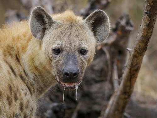 Snarling Hyena