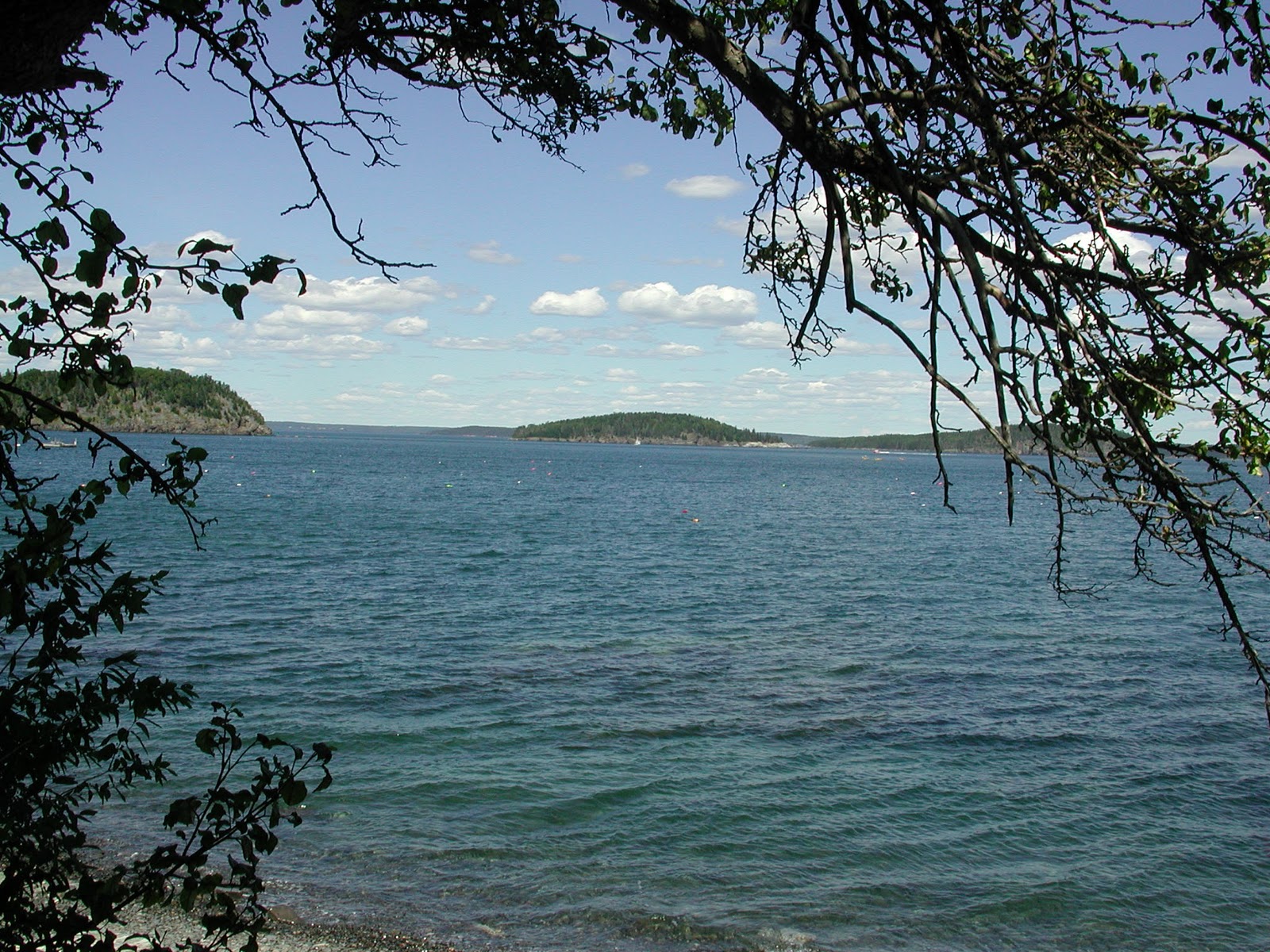 In My Garden Bar Harbor, Maine