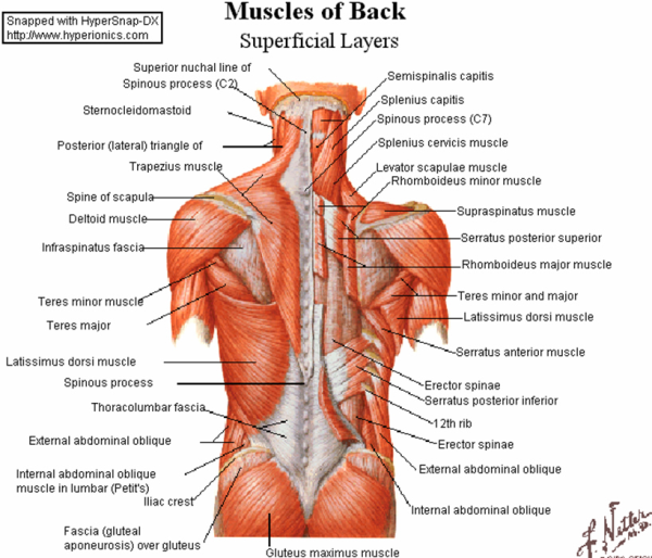 Best Back Muscles