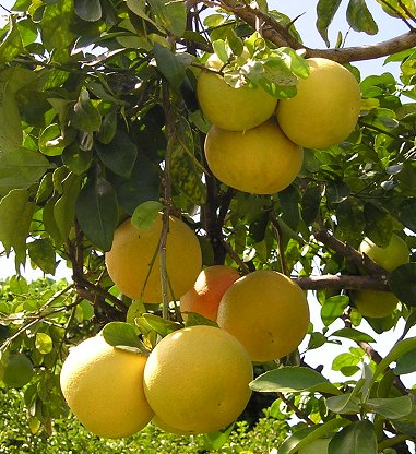 Women+body+parts+name+in+english