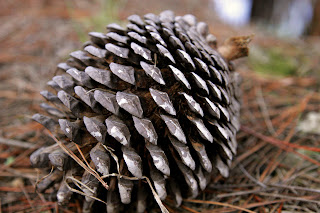 Pine_cone.jpg