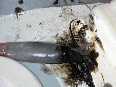 [Day+35+-+inky+squid-705699.JPG]