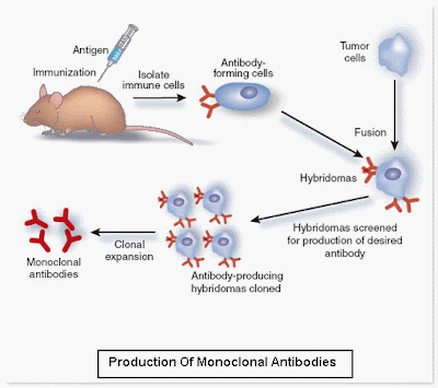 Production of monoclonal antibodies