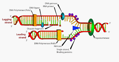 Mechanism of DNA replication