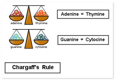 Chargaff's rule