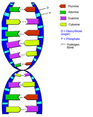 helical structure of DNA molecule