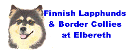 Elbereth Finnish Lapphunds & Border Collies
