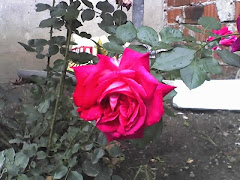 Uncle Jack's Rose