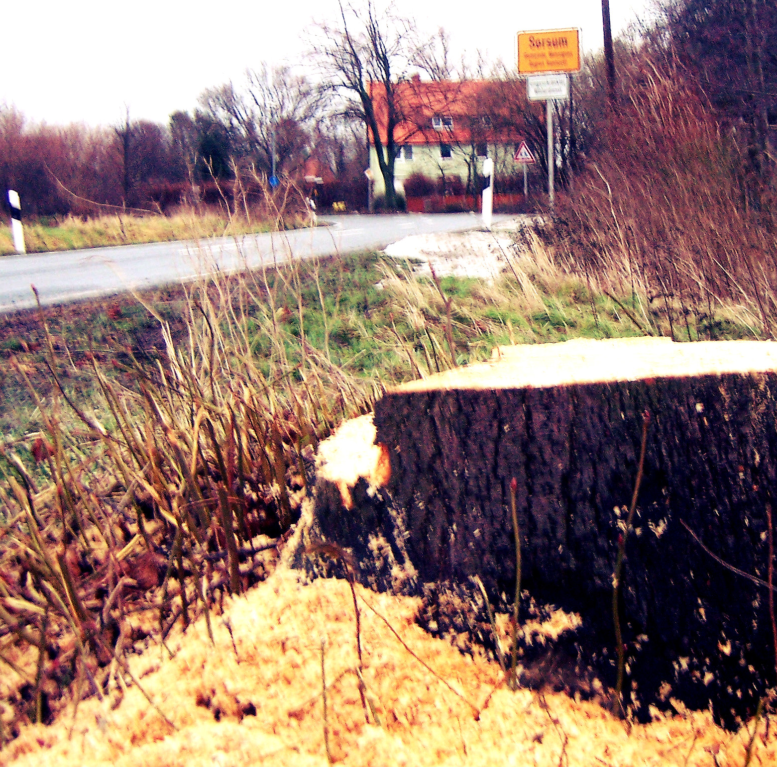 Calluna Magazin Marz 2017