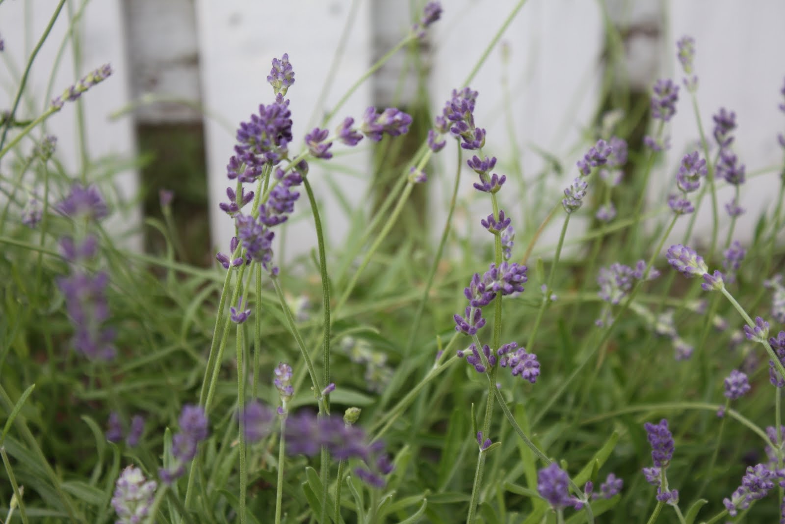 Thimbles, Bobbins, Paper and Ink Can you smell the sweet scent of