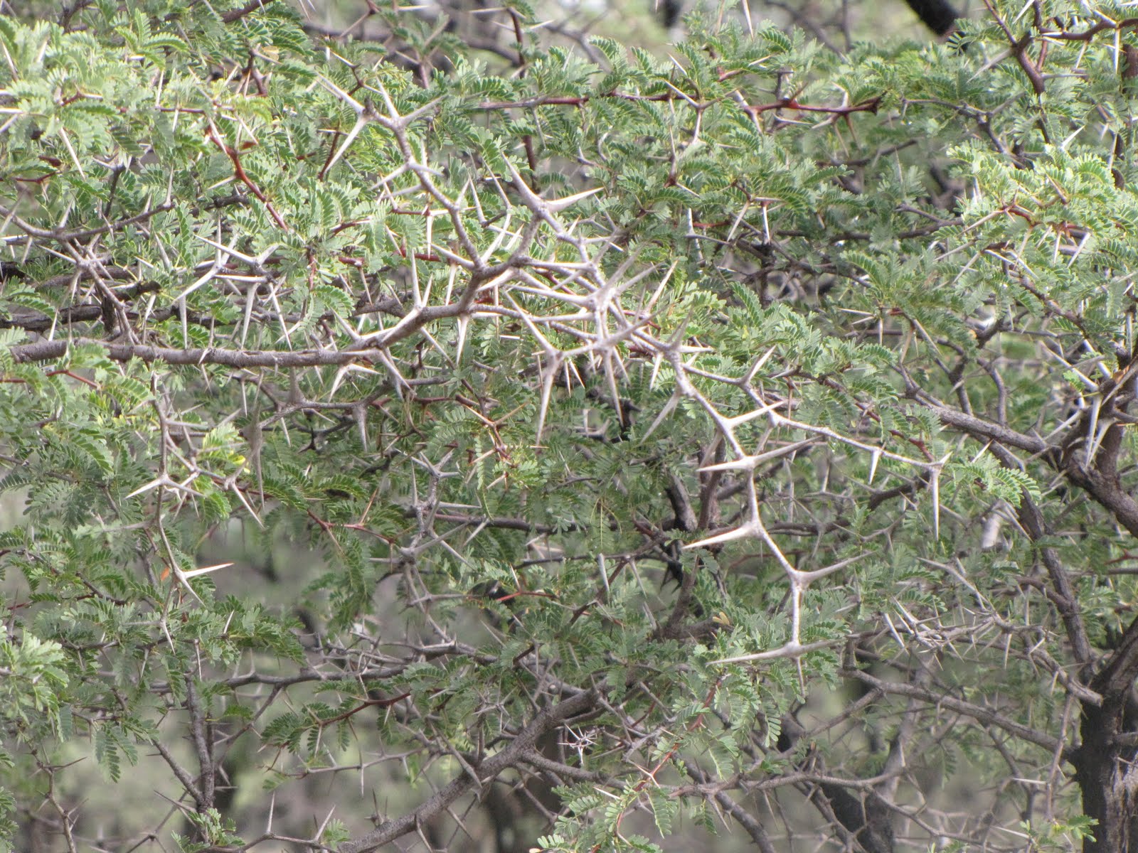 a thorn bush