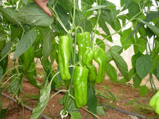 Aji Cubanela