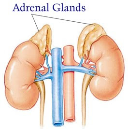 Adrenal Cortex Function