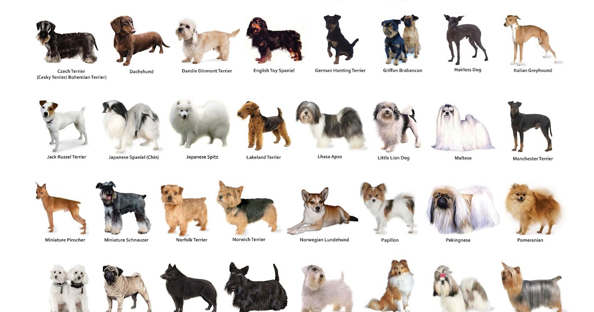 Types Of Pets Allowed In Hdb Dog Breeds Chart Dog Bre vrogue.co