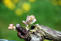 shinn vine