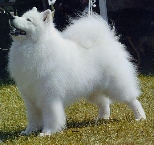 My Pets 4010 Ras Anjing Mahal