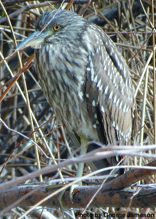 [Heron.jpg]
