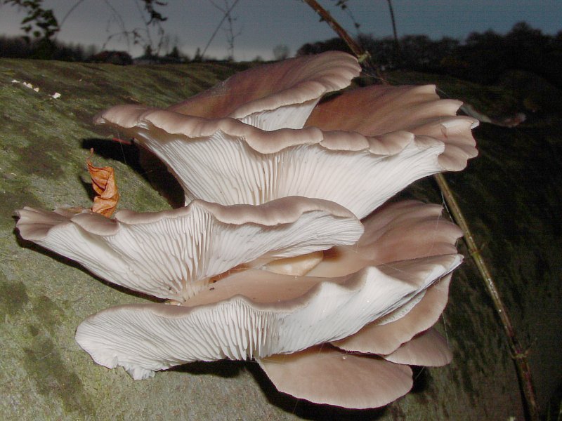 Pleurotus Mushroom