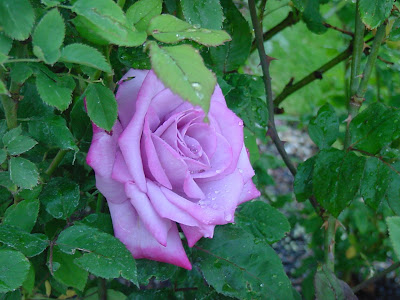 Todo Jardines: Rosa Grandiflora