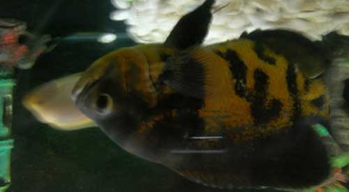 ikan unik bertulis allah