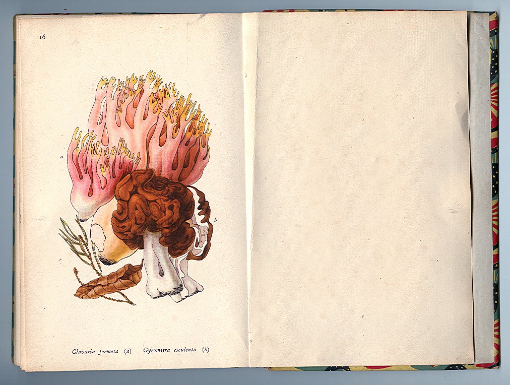 [Poisonous+Funghi03.jpg]