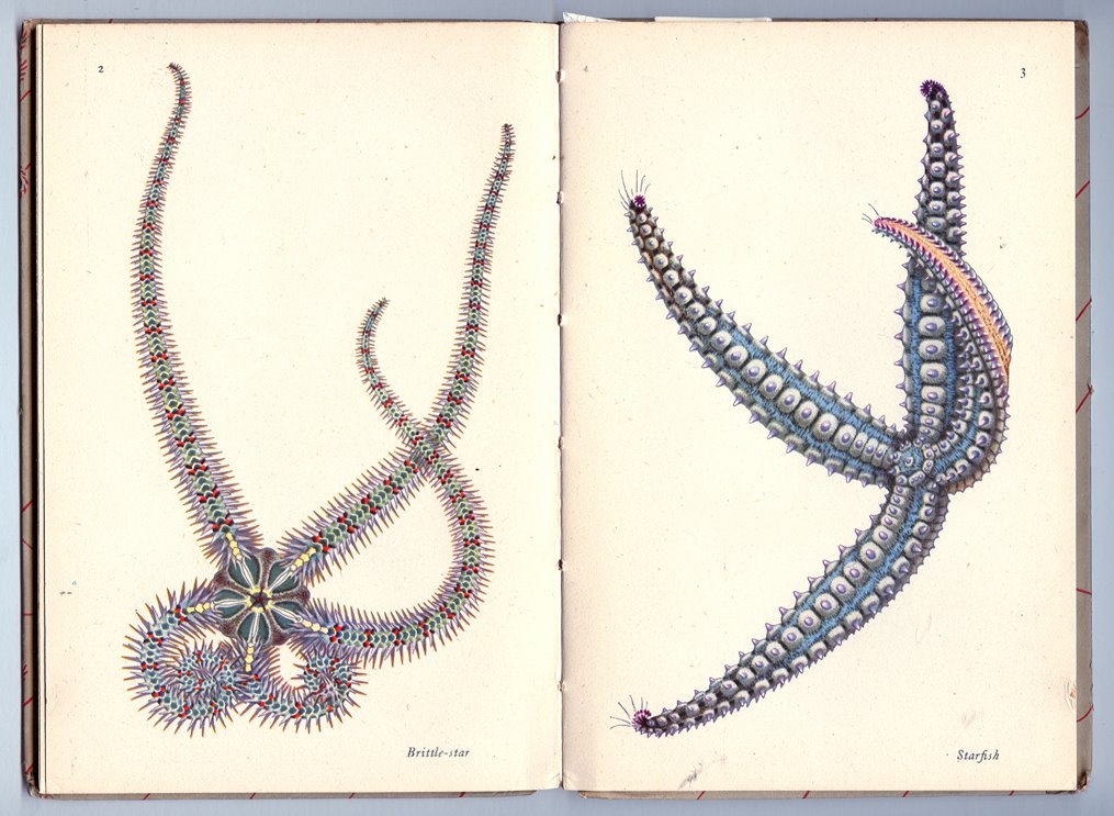 [Seashore+Life+and+Patter02.jpg]