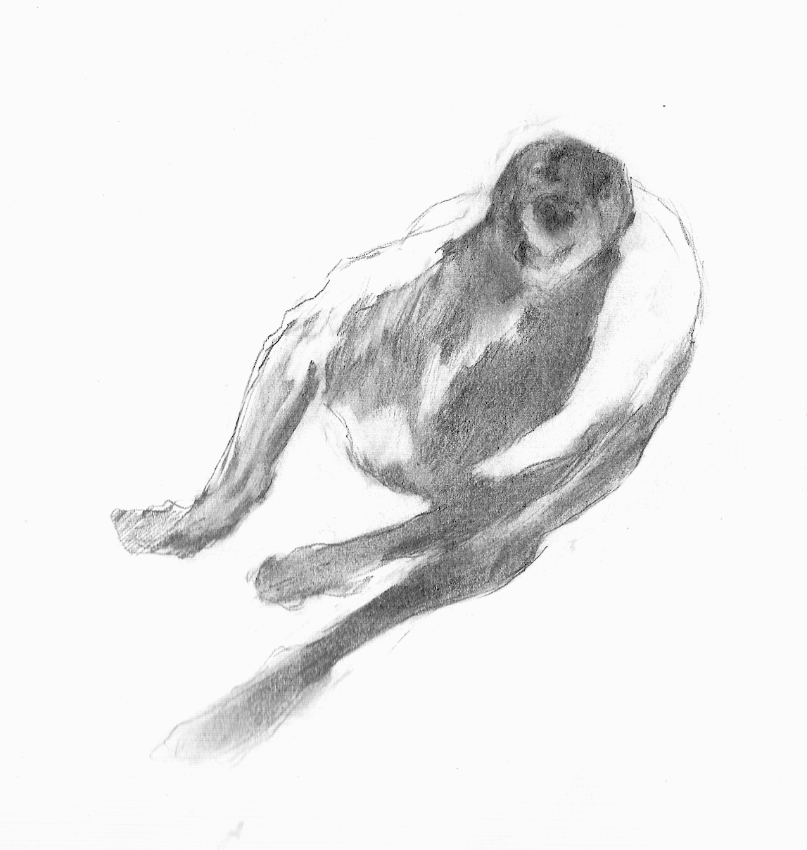 Sketches Of Greyhounds