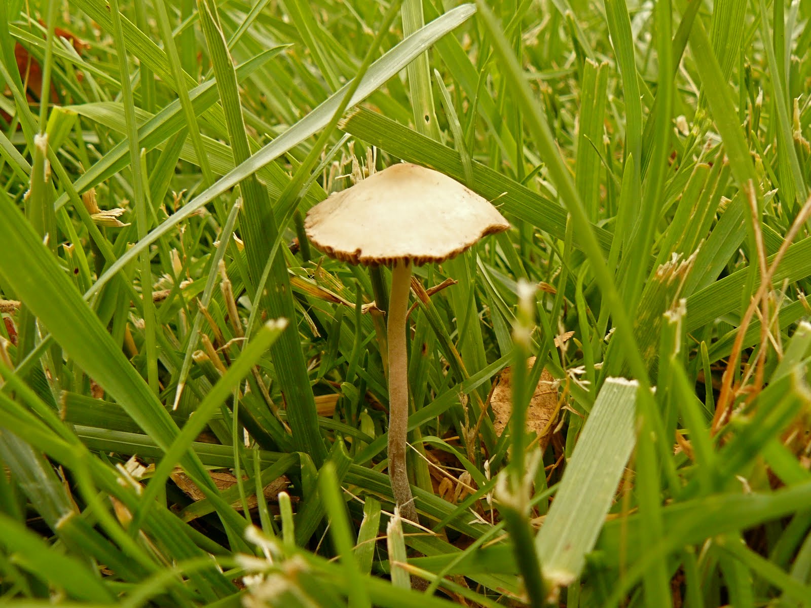 Mushroomer Little brown mushroom (LBM)