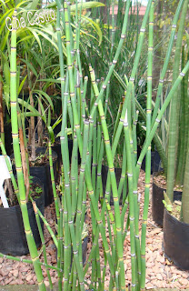 Árvore-de-natal (Equisetum giganteum)