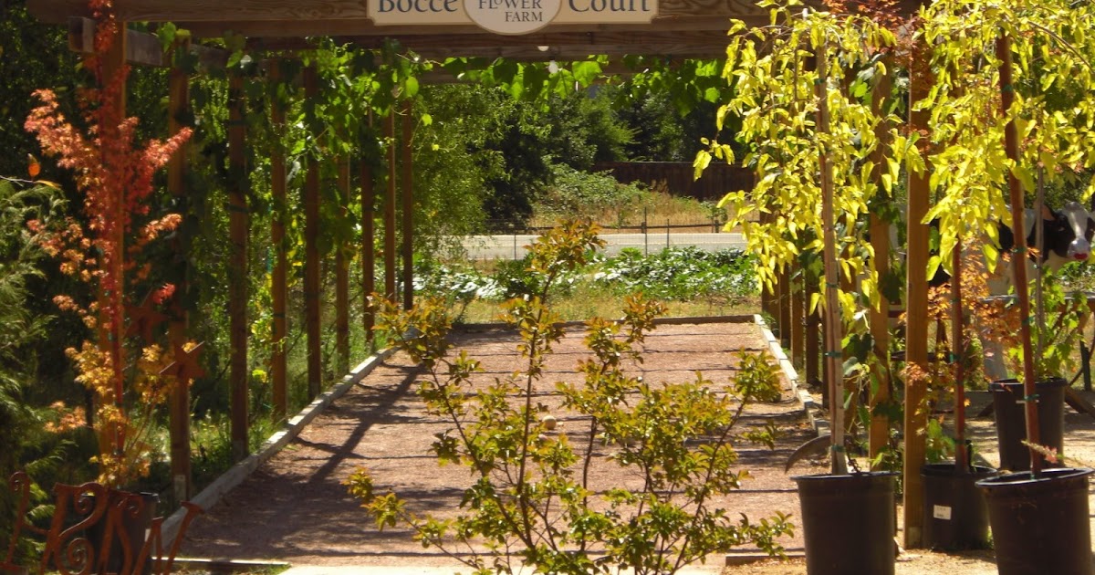 Betty's Ramblings The Flower Farm, Loomis, CA