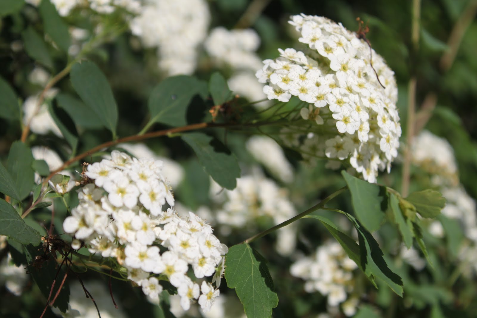 Writing Straight From The Heart Bridal Veil Or Bridal Wreath So