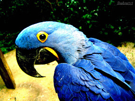 Capivara cavalo e mulher arara-azul viram personagens de luta do