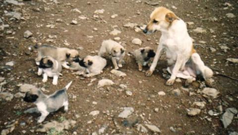[dog.jpg]