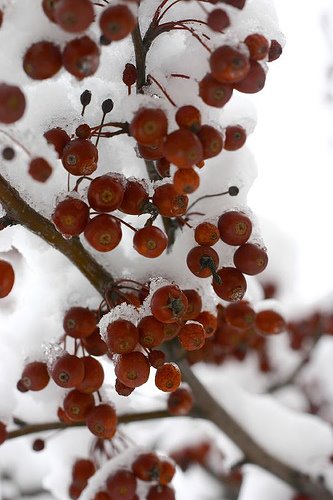 [snow+berries.bmp]