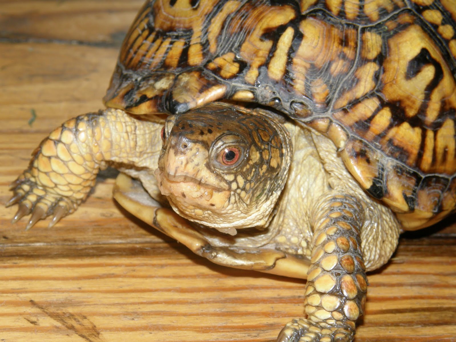 The Blessings Pour Out: Nature Study Tuesday Turtle Power The Blessings Pour Out: Nature Study Tuesday Turtle Power