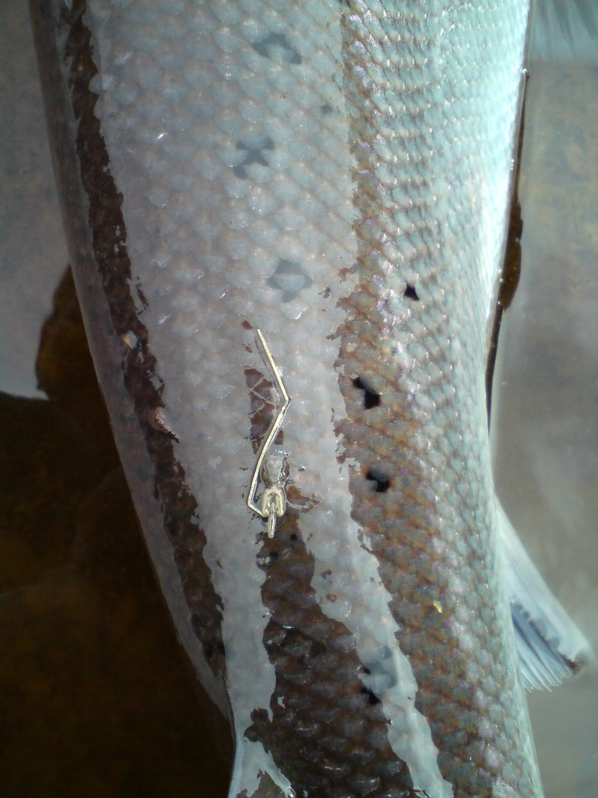 Newtyle Salmon Fishings Long Tailed Sea Lice