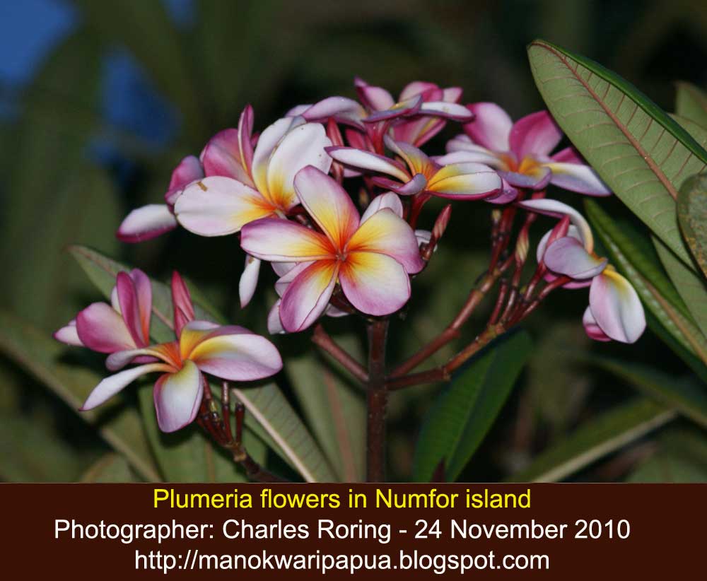 Birding and Wildlife Watching Rainforest Flowers