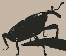 Alfonso The Weevil