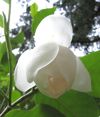 Magnolia Sieboldii Colossus