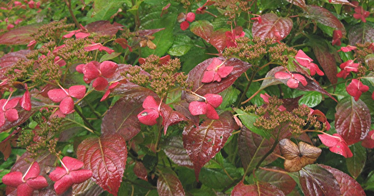 Temps De Jardin Ont Ils Vraiment Soif Ces Hydrangeas