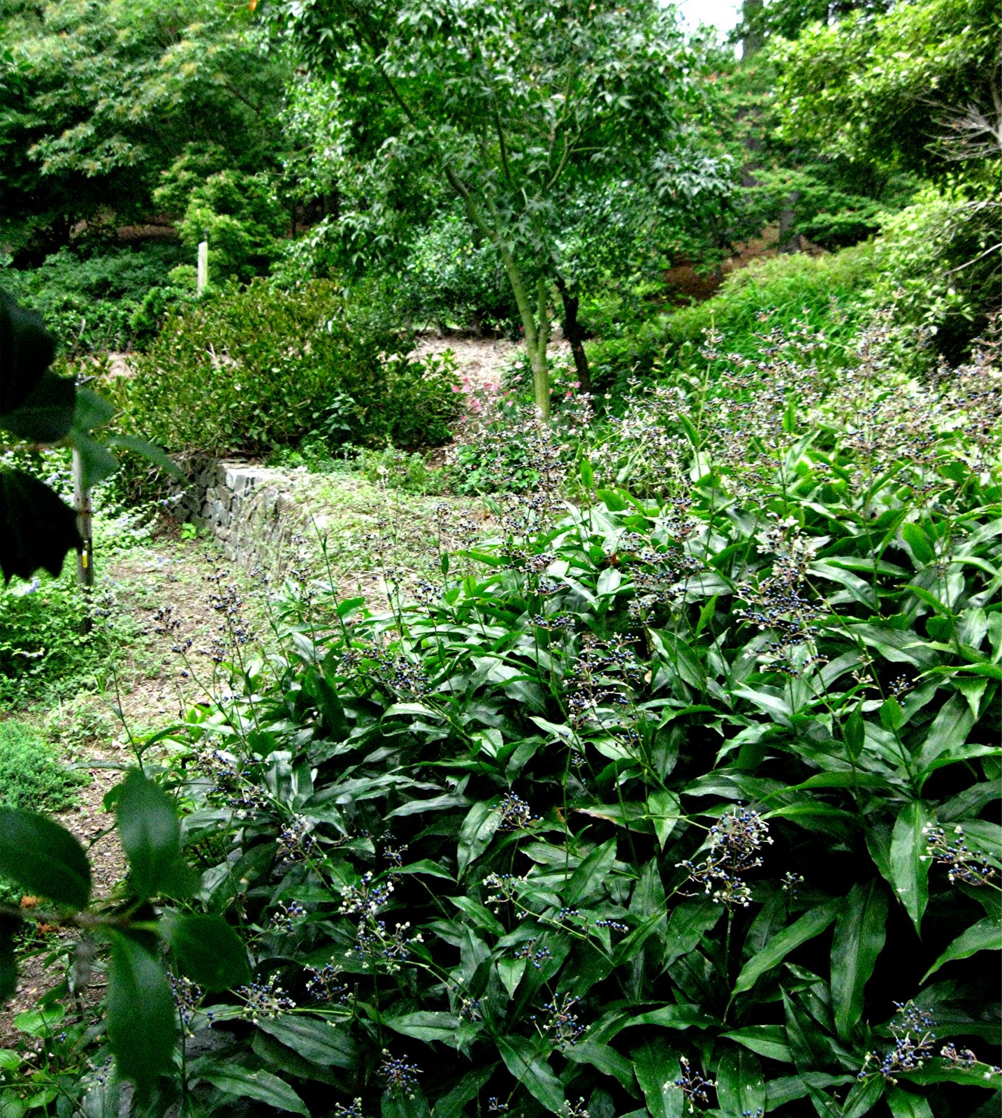 1003 Gardens: Pollia japonica, a great Commelinaceous plant