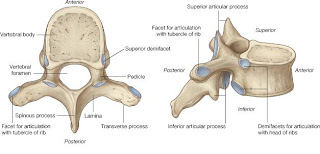 vertebra toracia