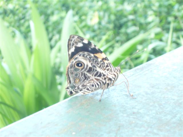 [P1160379+(Small).JPG]